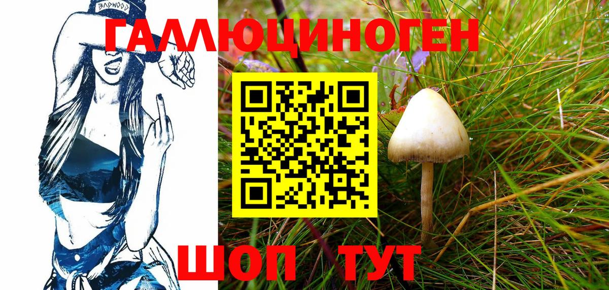 Псилоцибиновые грибы Psilocybe Тамбов